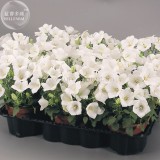 Campanula Carpatica 'White Clips' Perennial Flowers, professional pack, 50 Seeds, bonsai bellflowers TS321T