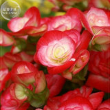 BELLFARM Begonia Semper Bonsai Flower Seeds, 30 Seeds, Professional Pack, perennial handy flowers E4182