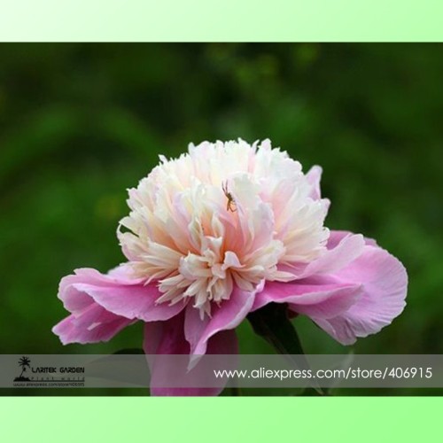 Rare 'Big Leaves Buuterfly' Peony Shrub Flower Seeds, Professional Pack, 5 Seeds / Pack, Light Fragrant Attracting Butterflies