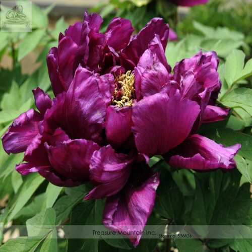Rare 'Gui Fu' Dark Purple Peony Shrub Flower Seeds, Professional Pack, 5 Seeds / Pack, Very Very Rare Flowers TS112