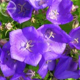 Rare Beautiful Purple Campanula Groundcover Plants for flower bed, 50 Seeds, attract the butterfly improve the environment E3649