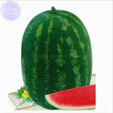 BELLFARM Zhengzha No.5 Big Long Red Watermelon Seeds, 40 Seeds, juicy sweet early-maturing hybrid fruit seeds E4206
