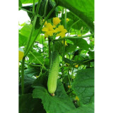 BELLFARM Dryland Cucumber Seeds, 250 Seeds, original pack, light green skin black thorn tasty crisp vegetables