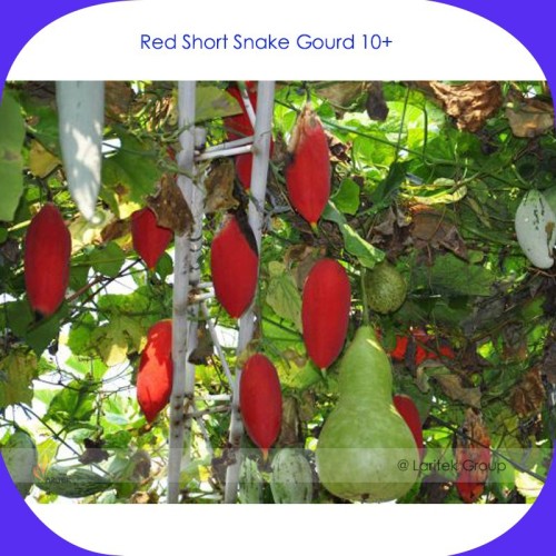 Red Short Snake Gourd Seeds, Professional Pack, 10 Seeds / Pack, Serpent Gourd Edible Vegetable Garden Seeds #B035
