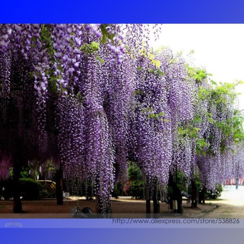 100% True Variety Purple Wisteria Fragrant Flower Seeds, Professional Pack, 100 Seeds / Pack, Great Woody Climbing Garden Plants