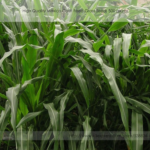 High Quality Feed Hybrid Mexico Corn Grass Seeds, Professional Pack, 500 grams / pack, Annual Herbs #NF844