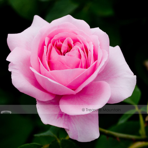 1 Professional Pack, 50 seeds / pack, Double Pink Rose Plant Flower Garden Seed #NF417