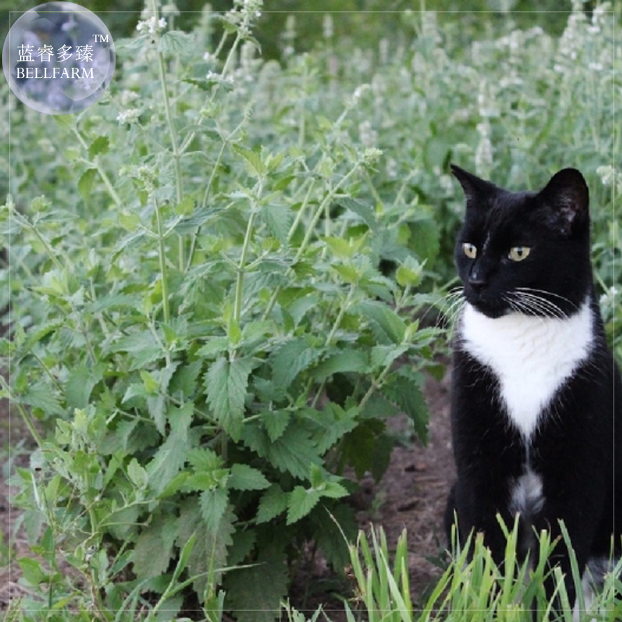 BELLFARMHeirloomCatnip-PlantCatnipSeeds,ProfessionalPack,20Seeds,perennialherbforcat,alsoasflavorE4223