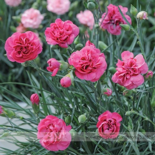 Hardy Perennial Dianthus 'Scents of Summer Pink Peony' Carnation Flower Seeds, Professional Pack, 50 Seeds / Pack, Fragrant