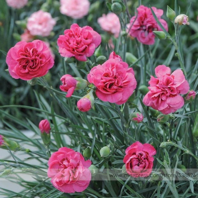 Hardy Perennial Dianthus 'Scents of Summer Pink Peony' Carnation Flower Seeds, Professional Pack, 50 Seeds / Pack, Fragrant