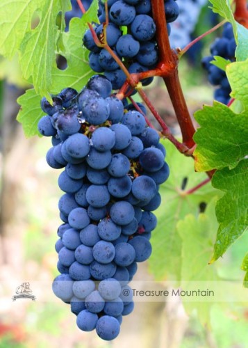 1 Professional Pack, 100 seeds / pack, Cabernet Sauvignon Grape Seed Hardy Plant Seedling #NF470