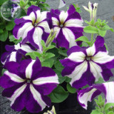 Blue Star White Stripe Express Petunia Seeds, 200 Seeds, Professional Pack, annual big blooms winter flowers E4135