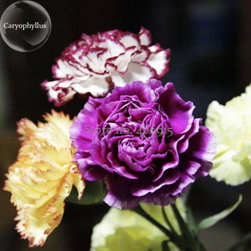 Rare Mixed Colorful Caryophyllus Carnation Flowers, 50 Seeds, mother flowers E3669