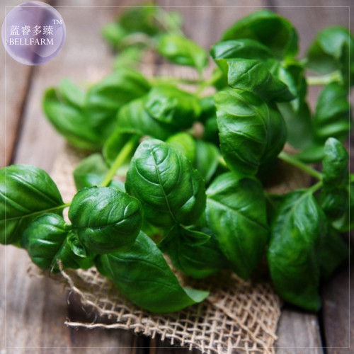 BELLFARM Sweet (Common) Basil Seeds, Professional Pack, 20 Seeds, make just about any dish taste delicious E4229