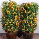 Heirloom Bonsai Ornamental Sweet Orange Fruit Tree, 20 Seeds,  delicious healthy nutrition E3629