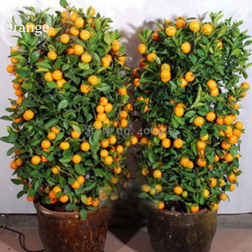 Heirloom Bonsai Ornamental Sweet Orange Fruit Tree, 20 Seeds,  delicious healthy nutrition E3629