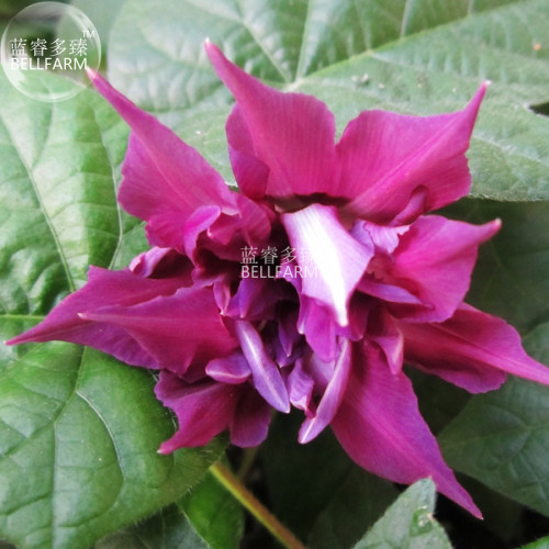 BELLFARM Morning Glory Dark Purple Flower Seeds, only one seed, professional pack, rare ipomoea nil double petals E4299