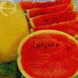 Golden Midget Small Watermelon, 10 seeds, yellow skin melon with red meat E3833