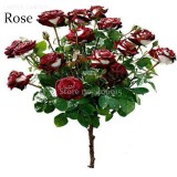 New Rare Red White Rose Flower Tree, 50 Seeds, new fragrant bonsai garden plants light up your garden E3658