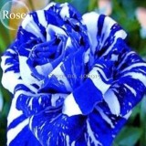 Rare Mixed 3 Types of Heirloom Rose Shrubs, 50 Seeds, blue brown dark red colors flowers E3660