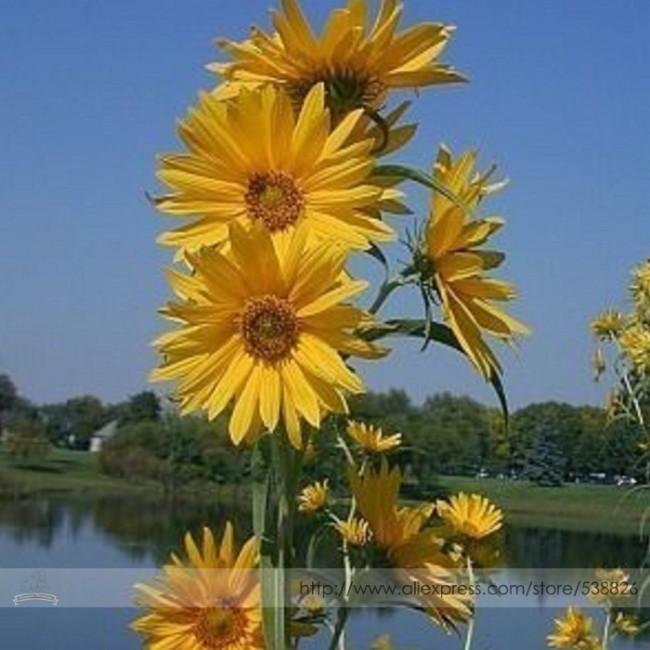 Maximillian Sunflower Seeds, Professional Pack, 15 Seeds / Pack, Masses of Flowers #NF996