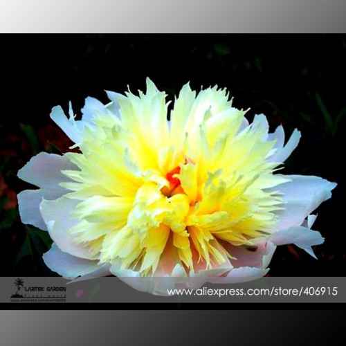 Rare 'Spring Coming' White Yellow Peony Seedlings Flower Seeds, Professional Pack, 5 Seeds / Pack, Very Beautiful Fragrant E3356