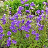 Rare Light Dark Purple Campanula Bellflower Flowers, 50 Seeds, Canterbury Bell Bluebell light up your garden E3643