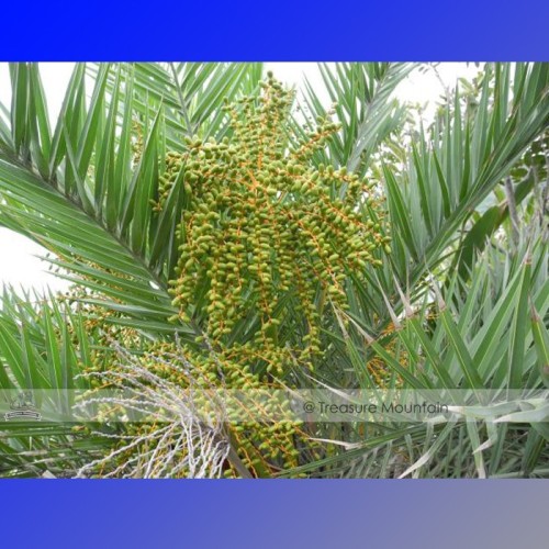 1 Professional Pack, 20 seeds / pack, Date Palm Phoenix Dactylifera Tree Seed #NF389
