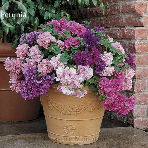 Imported Double Corrugated Mixed Purple Petunia Seeds, Professional Pack, 50 Seeds / Pack, very beautiful bonsai flowers TS208T