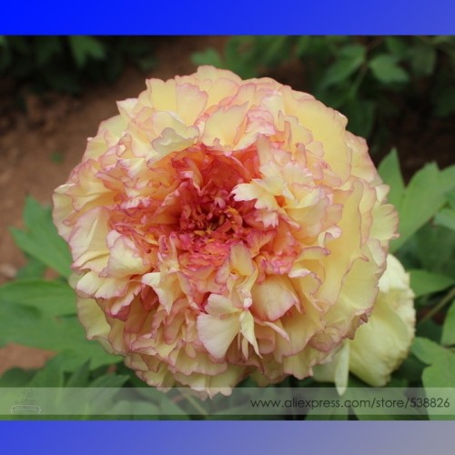 Heirloom Golden Peony Tree Flower with Pink Edge Heart Seeds, Professional Pack, 5 Seeds / Pack, Light Fragrant Flower #NF745