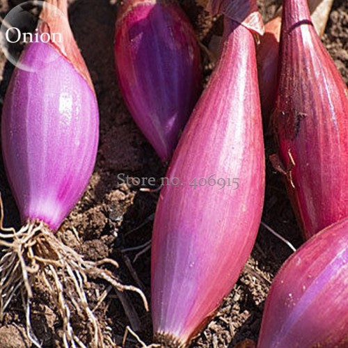 Heirloom Long Red Florence Onion Vegetables Seeds, 50 Seeds, nutrition and healthy E3650