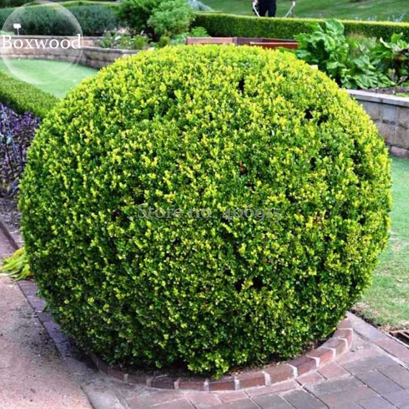 US 1.45 Evergreen Ornamental Boxwood Shrub Green Tree, beautiful