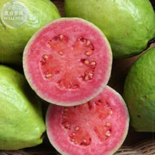 BELLFARM Apple Guava (Psidium Guajava) Seeds, 20 Seeds, Professional Pack, tasty organic fruits E4187