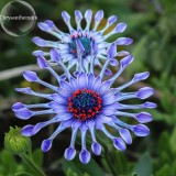 Heirloom Rare Purple Blue 'spider' Chrysanthemum Perennial Flowers, 50 Seeds, headline-grabbing garden plants E3623