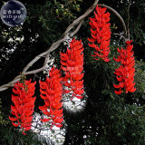 BELLFARM Rare Heirloom Mucuna Blue Red Black Jade Vine Bonsai, 5 Seeds very beautiful perennial flowers E3521