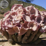 BELLFARM only 1 piece Hoodia gordonii Seed, South African Weight Loss Plant Indigenous Medicinal Succulents BD013H