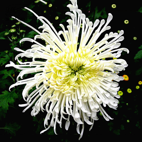 BELLFARM White Spider Chrysanthemum Bonsai Flowers, 50pcs Seeds Heirloom Home Garden Bonsai Perennial Hardy Plants