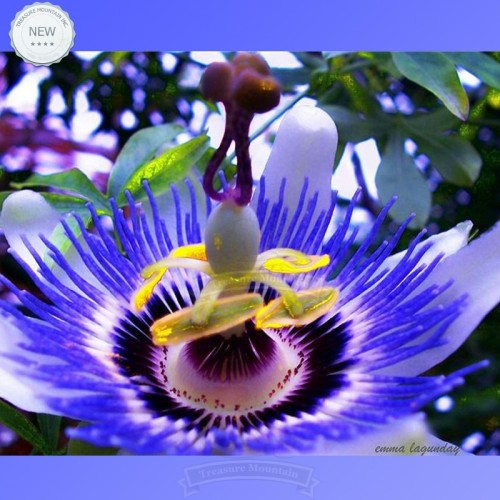 1 Professional Pack, 100 seeds / pack, Hardy Fragrant Passion Flower Osaka