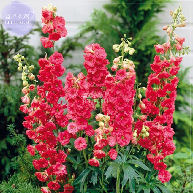 BELLFARM Delphinium Ajacis Red Perennial Flower Seeds, 100 seeds, professional pack, larkspur home gardem flowers