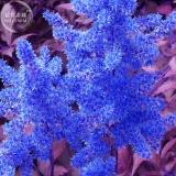 BELLFARM Dark Blue Astilbe Chinensis Perennial Flower Seeds, 100 seeds, rare heirloom home garden flowers E4337U