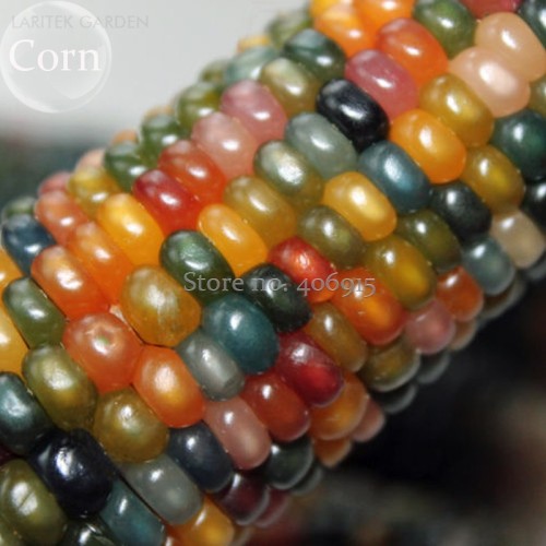 Rare Heirloom Colorful Hybrid Corn, 20 Seeds, healthy and nutritious fresh edible NOT-gmo corn E3645