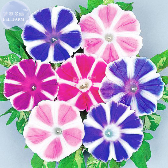 BELLFARM Morning Glory Mixed Colorful Petals with White Stripe Flower Seeds, 20 seeds, professional pack, climbing garden flower