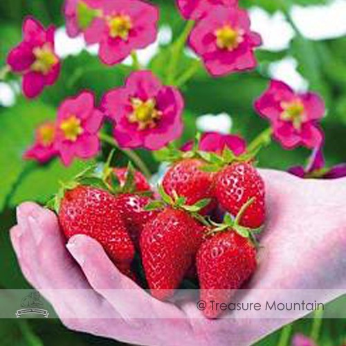 Toscana F1 Fleurostar Strawberry Seeds, 1 Professional Pack, 100 Seeds / Pack, Large Deep Rose Cone Shaped Fruit Flowers #NF521