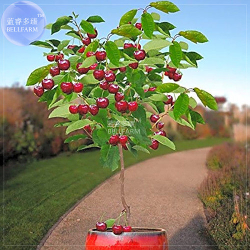 BELLFARM Dwarf Cherry Tree Self- Fertile Fruit Tree Bonsai Seeds, 10 seeds, professional pack, giant dark red sweet fruits