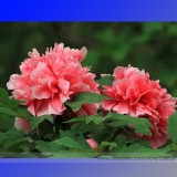 Rose Red Peony 'Shao Nv Hong' Flower Tree Seeds, Professional Pack, 5 Seeds / Pack, Light Up your Garden Rare Flower #NF593