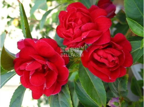 BELLFARM Garden Balsam Red Impatiens Perennial Flower Seeds, 20 seeds, original pack, home garden big red flowers