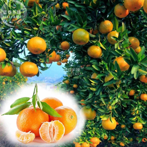 BELLFARM Orange Mandarin Citrus Fruit Seeds, 20 seeds, professional pack, tasty juicy sweet home garden tree