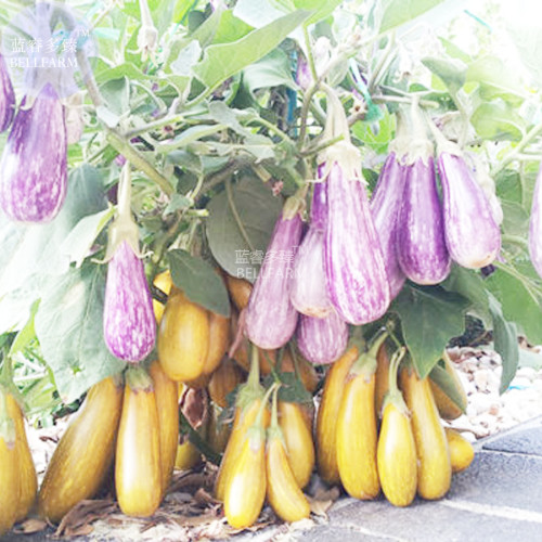 BELLFARM Eggplant 'Fairy Tale' Purple Yellow Vegetable Seeds, 200 seeds, professional pack, tasty organic big eggplants