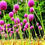 Heirloom Allium Giganteum Giant Onion with Purple Flower Seeds, Professional Pack, 50 Seeds / Pack, Interesting for Kids #NF939