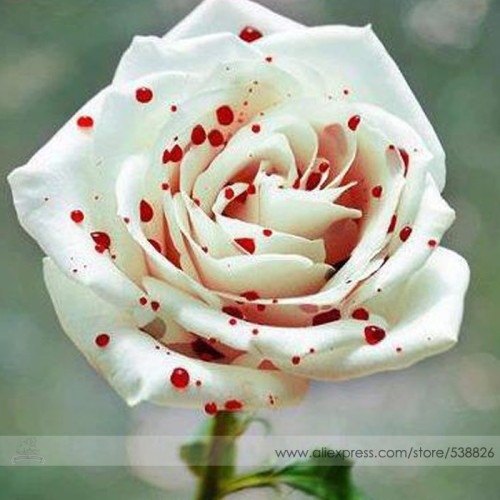 Rare Red Spot White Rose Shrub Flower True Seeds, Professional Pack, 50 Seeds / Pack, Light Fragrant Garden Plant Flower #NF720